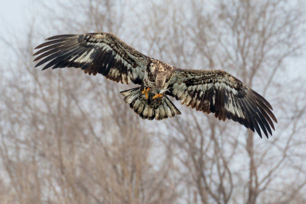 A wild, premature bald eagle catching fish on the partially frozen Iowa River in the wintertime near Iowa City, Iowa.