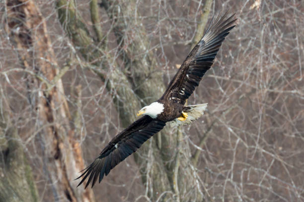 istock Wild Mature Bald Eagle Catching Fish on the Iowa Rive 1127042234