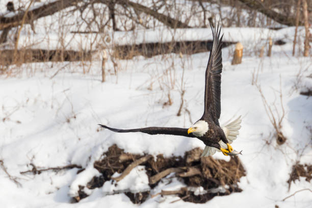 istock Wild Mature Bald Eagle Catching Fish on the Iowa Rive 1127042332