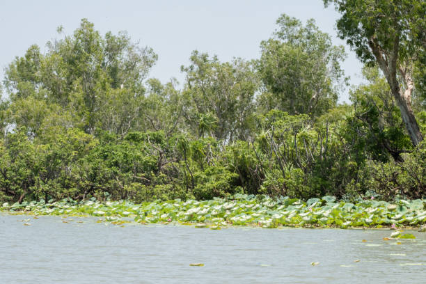 istock Natural Wetland Landscape: Corroboree Billabong 1127042348