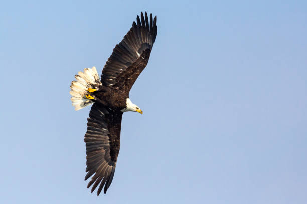 istock Wild Mature Bald Eagle Catching Fish on the Iowa Rive 1127042377