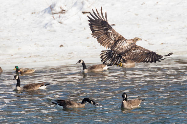 istock Wild Premature Bald Eagle Catching Fish on the Iowa River 1127042387