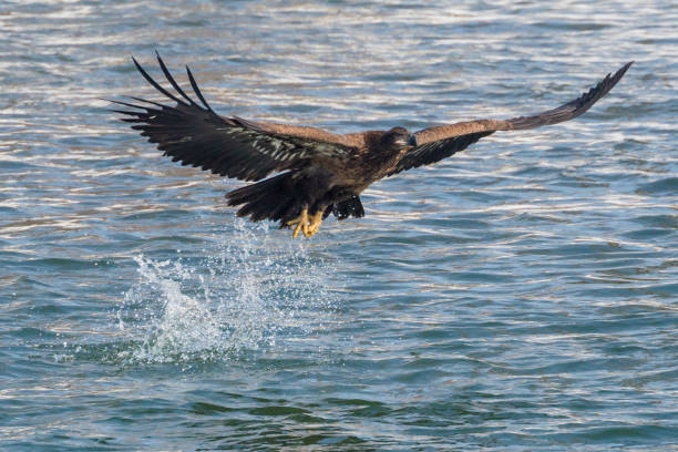 istock Wild Premature Bald Eagle Catching Fish on the Iowa River 1127042431
