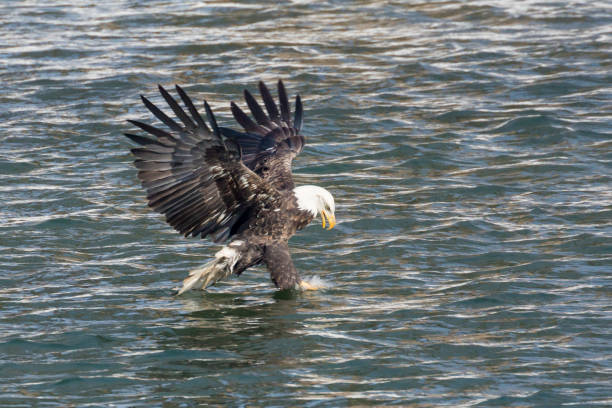istock Wild Mature Bald Eagle Catching Fish on the Iowa Rive 1127043022