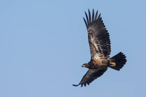 istock Wild Premature Bald Eagle Catching Fish on the Iowa River 1127043033