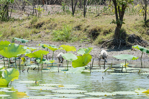 Magpie geese foraging underwater with large lotus plants in the Corroboree Billabong wetland in the Northern Territory of Australia