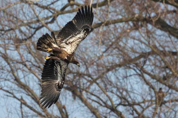 istock Wild Premature Bald Eagle Catching Fish on the Iowa River 1127043050