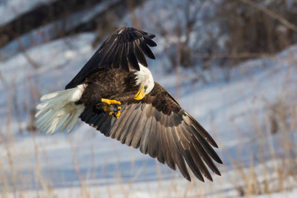 istock Wild Mature Bald Eagle Catching Fish on the Iowa Rive 1127043105