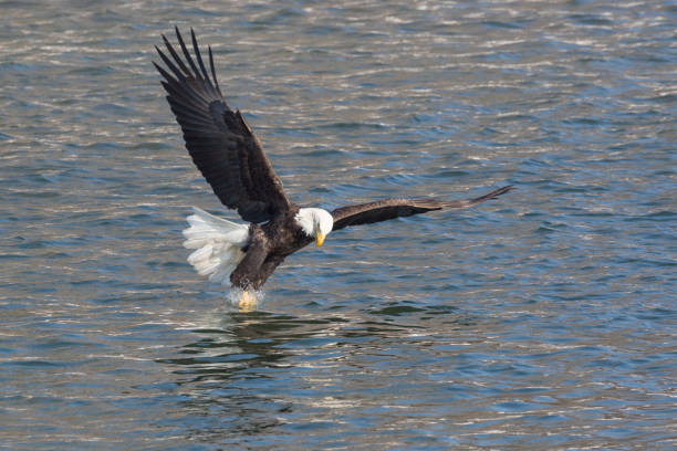 istock Wild Mature Bald Eagle Catching Fish on the Iowa Rive 1127043106