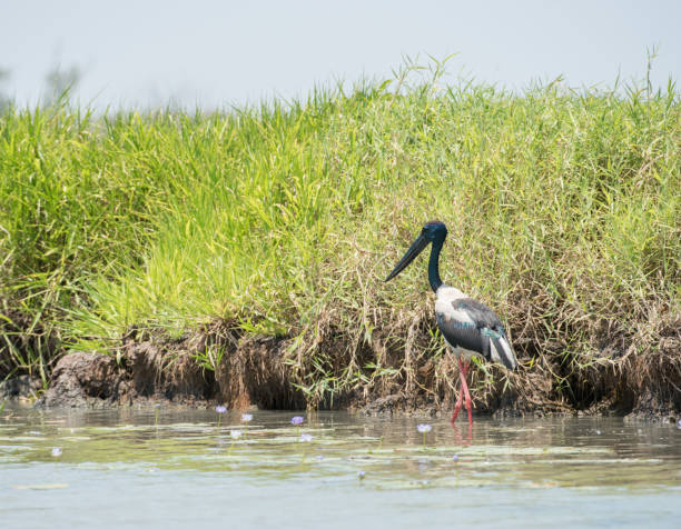 istock Male Black-necked Stork 1127043466