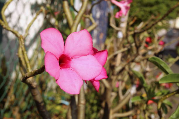 istock Desert Rose, Adenium tree, azalea flowers 1127043591