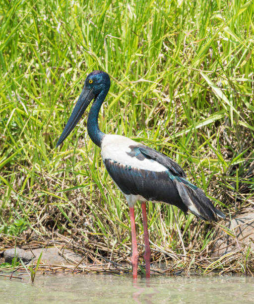 istock Female Black-necked Stork Wading 1127044236