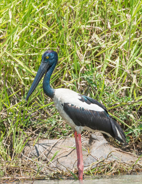 istock Female Jabiru in the Northern Territory 1127044324