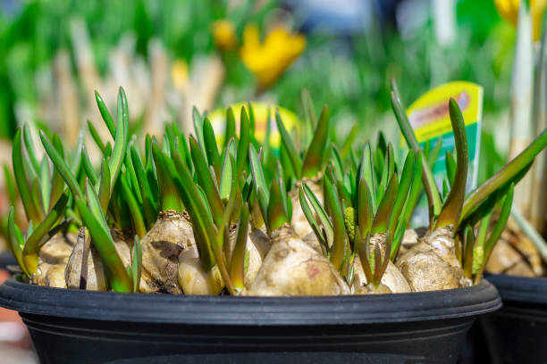 istock Flowers bulbs and young seedlings 1127044571