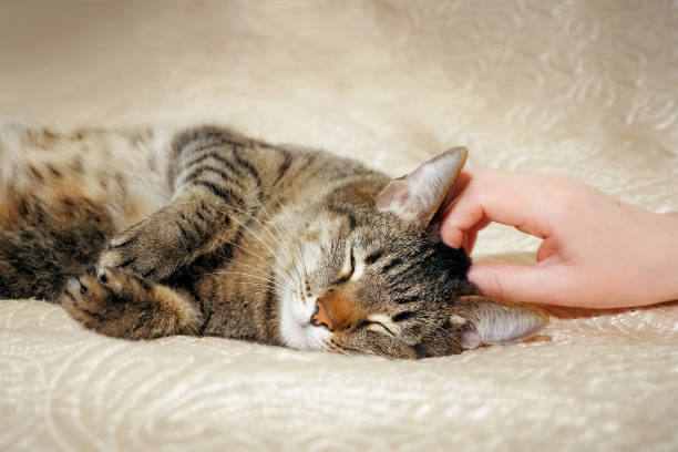 istock female hands stroking her lovely a cute cat lying on the sofa 1127046300