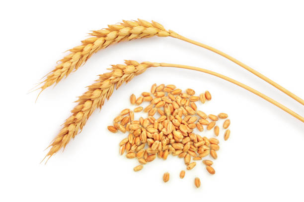 grain and ears of wheat isolated on white background. Top view