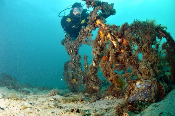 istock Underwater images from Port Phillip Bay 1127046532