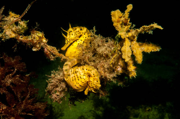 istock Underwater images from Port Phillip Bay 1127046574