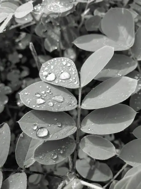 Black and white photograph of water droplets on leaves in monsoon.
