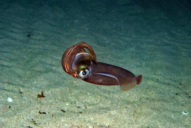 istock Underwater images from Port Phillip Bay 1127046620