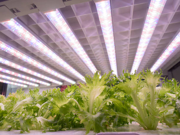istock Hydroponic culture of lettuce 1127047175
