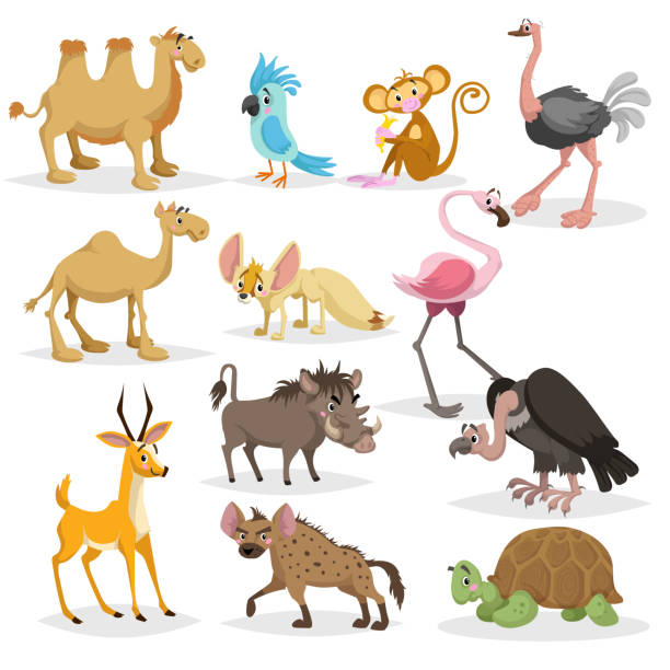 ilustrações, clipart, desenhos animados e ícones de conjunto de animais africano bonito dos desenhos animados.  camelos dromedários e bactrianos, papagaio, macaco, avestruz, feneco, flamingo, javali, abutre, anthelope, hiena, tartaruga gigante. - bactrian camel