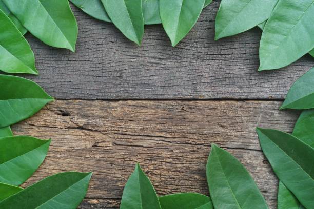 istock Green leaf pattern texture arranged into picture frame background, tropical nature wallpaper concept, copy space 1127048498