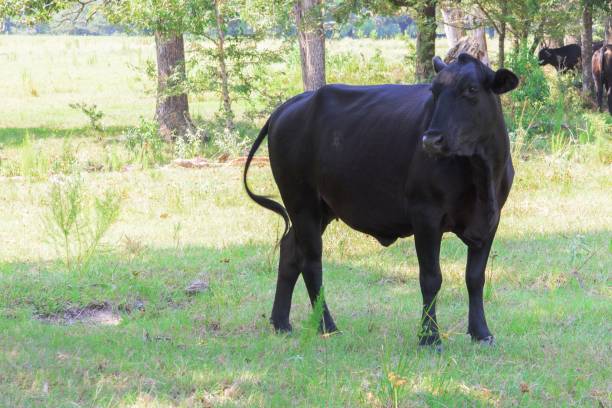 istock black cows roaming on a ranch with grass and trees 1127049489