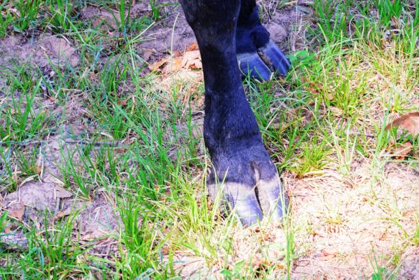 istock black cow hoof close up on grass 1127049591