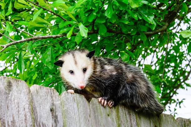 istock Grey and white opossum on a fence 1127049700