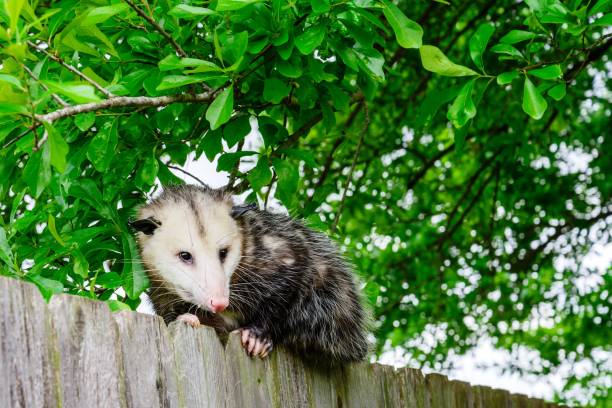istock Grey and white opossum on a fence 1127049703