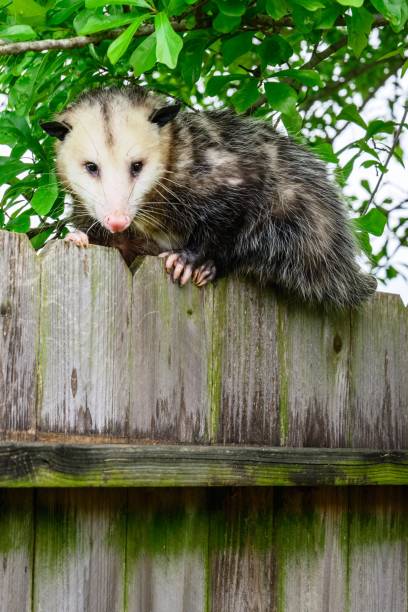 istock Grey and white opossum on a fence 1127049716