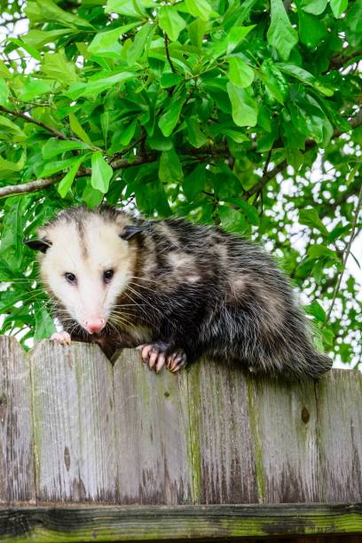 istock Grey and white opossum on a fence 1127049719