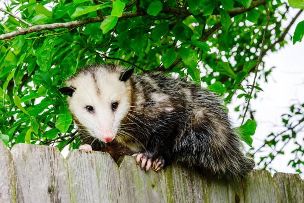 istock Grey and white opossum on a fence 1127049723