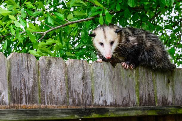 istock Grey and white opossum on a fence 1127049725