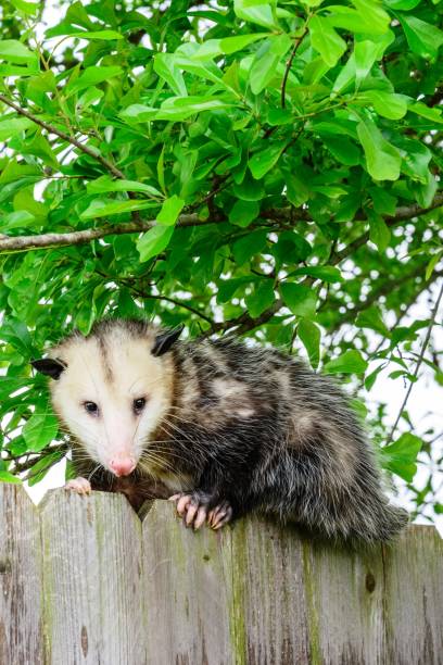 istock Grey and white opossum on a fence 1127049727