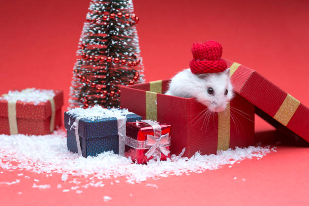istock Cute christmas hamster inside box near christmas tree 1127051738