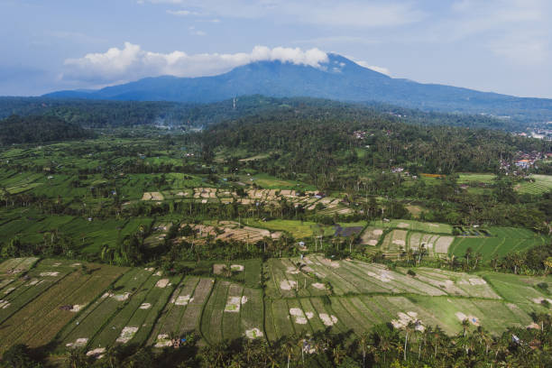 istock aerial view of green fields green rice and corn fields in Bali, Indonesia 1127051801
