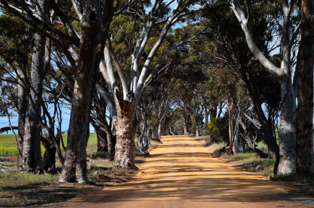 istock Dirt Road at Forest, Western Australia 1127051836