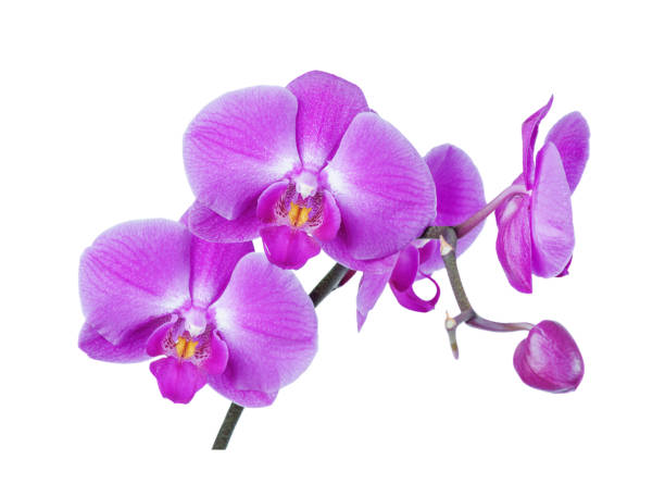 istock Purple-pink moth orchid on white background 1127053598