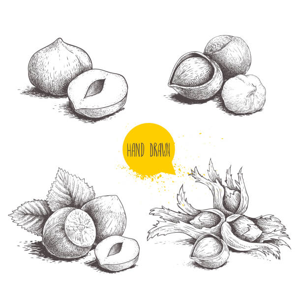 Hazelnut sketches. Group, peeled and whole, with leaves. Engraved sketch style illustrations. Organic food. Component for sweet food and cosmetics. Vector pictures isolated on white background. Hazelnut sketches. Group, peeled and whole, with leaves. Engraved sketch style illustrations. Organic food. Component for sweet food and cosmetics. Vector pictures isolated on white background. hazel tree stock illustrations