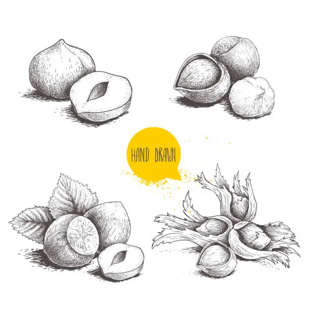 Vector illustration of Hazelnut sketches. Group, peeled and whole, with leaves. Engraved sketch style illustrations. Organic food. Component for sweet food and cosmetics. Vector pictures isolated on white background.