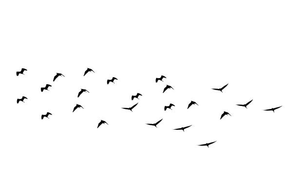istock silhouette group of birds isolated on white background 1127056611