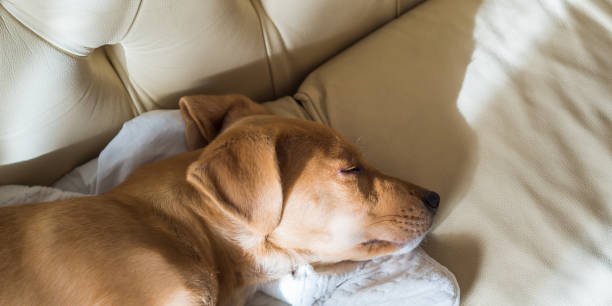 dormindo no sofá de couro de cachorro dourado - crossbreeding - fotografias e filmes do acervo