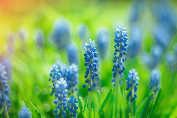 istock Muscari flowers buds closeup 1127056673