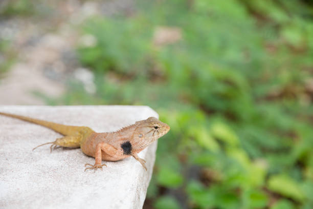 istock close-up of a iguana in the park 1127056802