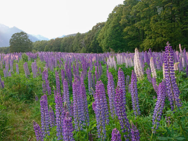 istock Beauty full bloom lupine flower 1127056822