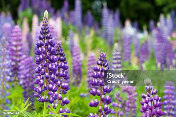 Wild Lupines Growing In Black Forest Germany Stock Photo - Download Image Now - Lupine - Flower, Flower, Bluebonnet