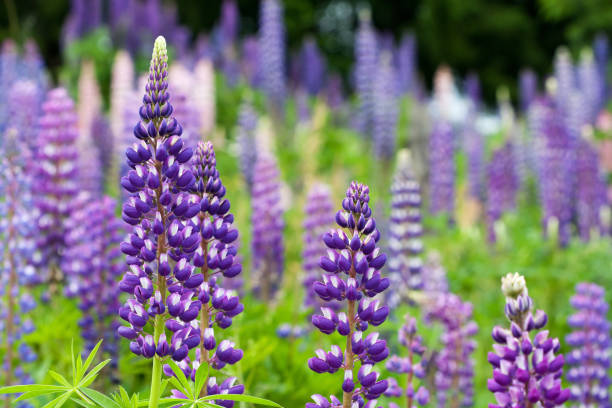 wild lupines growing in black forest, germany - black forest forest sky blue imagens e fotografias de stock