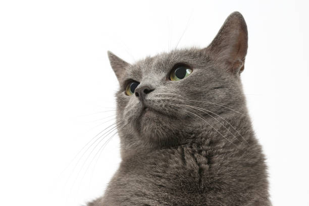 istock studio portrait of a beautiful grey cat on white background 1127057819